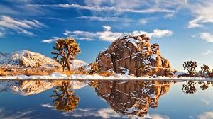 joshua tree winter