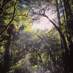 Big Basin Santa Cruz, Best Bay Area Camping Spots #1