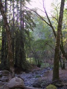 Napa Valley Camping: Best Bay Area Camping Spots