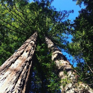 Best Bay Area Camping Spots in Portola Redwoods parks