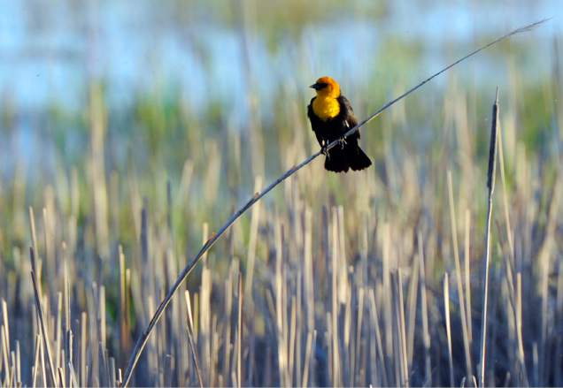 western bird watching