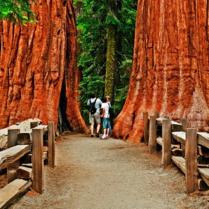 valentine camping in Sequoia National Park